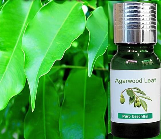 Agarwood Leaf Oil Agarwood Leaf Oil