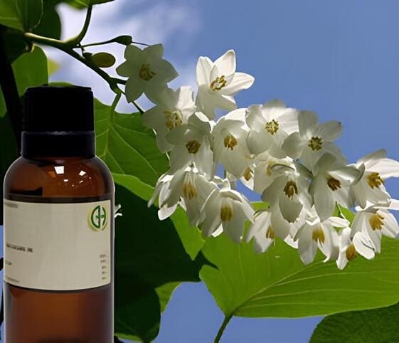 Benzoin Oil Benzoin Oil