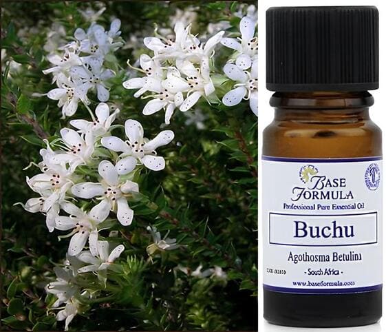 Buchu Oil Buchu Oil