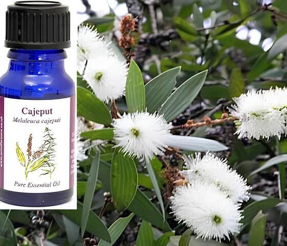 Cajeput Oil Cajeput Oil