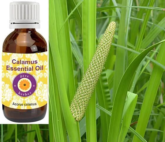 Calamus Oil Calamus Oil