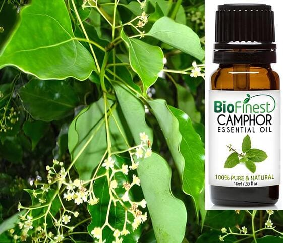 Camphor Oil Camphor Oil