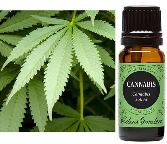 Cannabis Oil Cannabis Oil