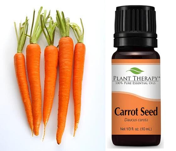 Carrot Seed Oil Carrot Seed Oil