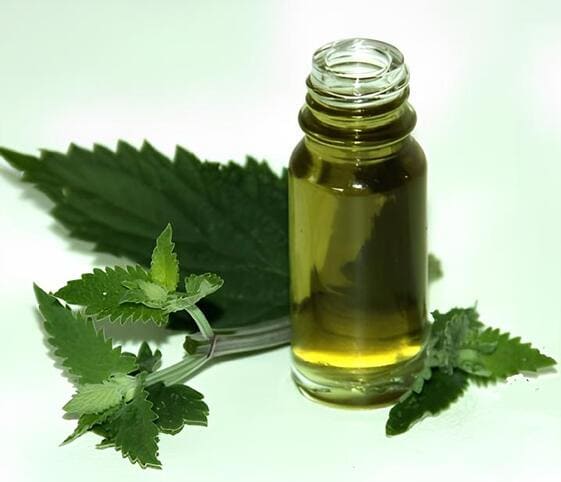 Catnip Oil Catnip Oil