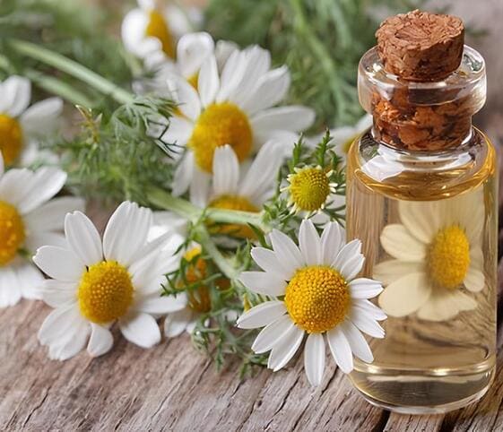 Chamomile Oil Chamomile Oil