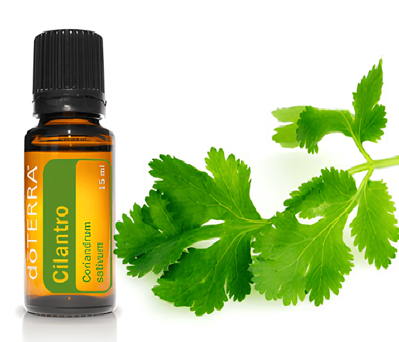 Cilantro/Coriander Oil Cilantro Oil