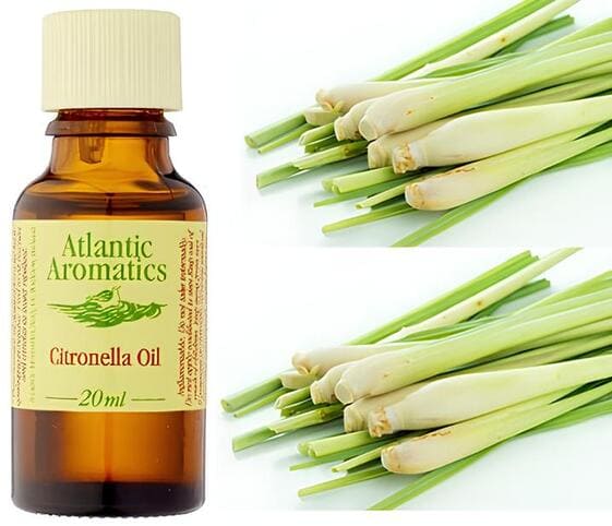 Citronella Oil Citronella Oil