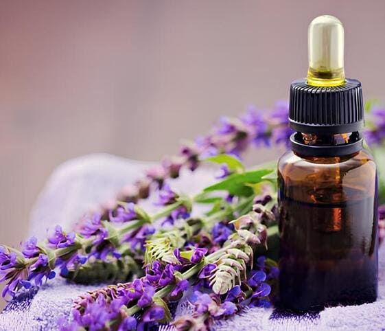 Clary Sage Oil Clary Sage Oil