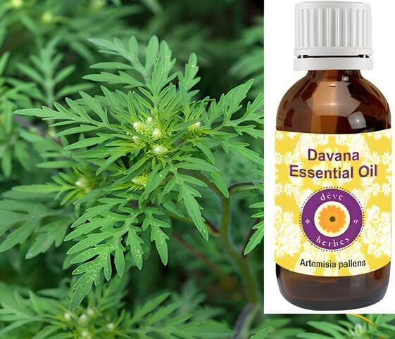 Davana Oil Davana Oil