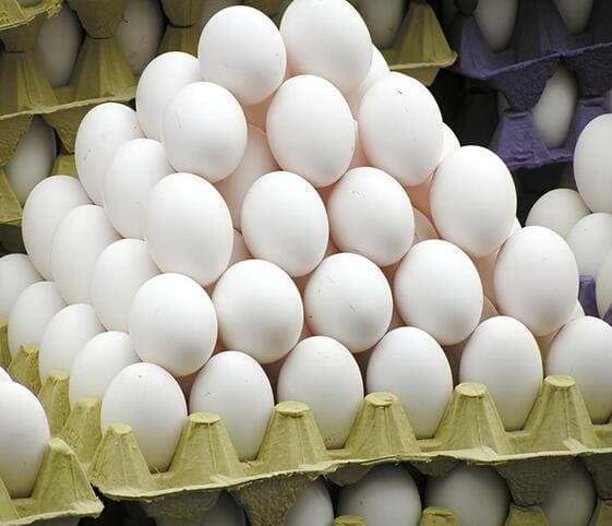 Egg Egg