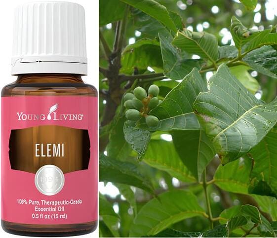 Elemi Oil Elemi Oil