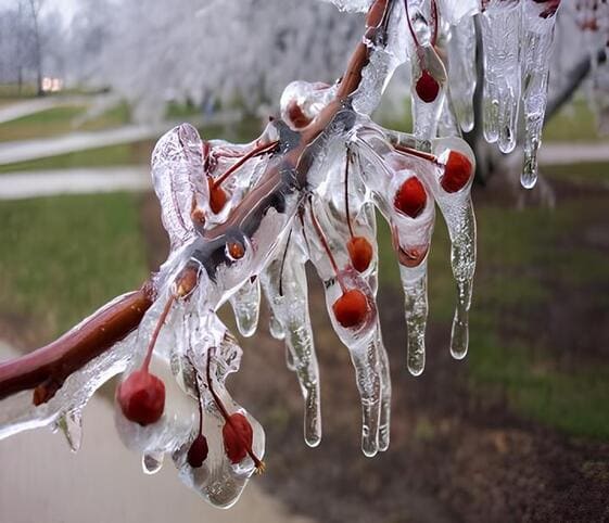 Fall Winter or Pre-winter Ice-covered branches adorned with vibrant red berries, capturing the essence of late fall and early winter beauty.