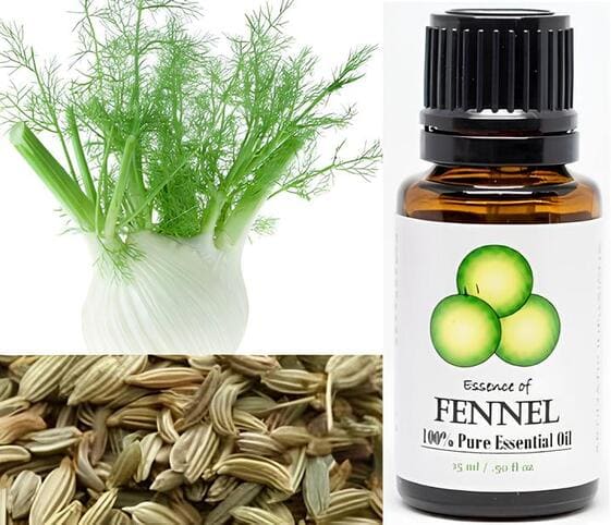 Fennel Oil Fennel Oil