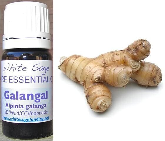 Galangal Oil Galangal Oil