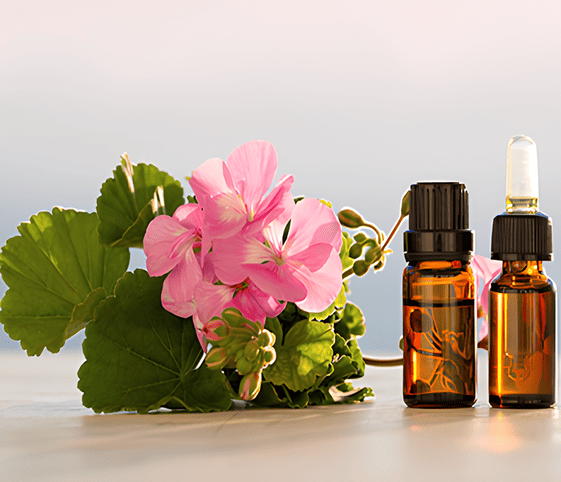 Geranium Oil Geranium Oil