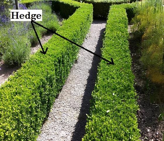 Hedge Hedge