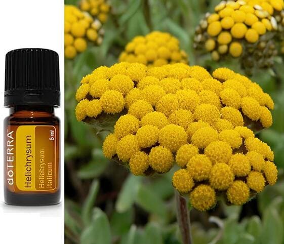 Helichrysum Oil Helichrysum Oil