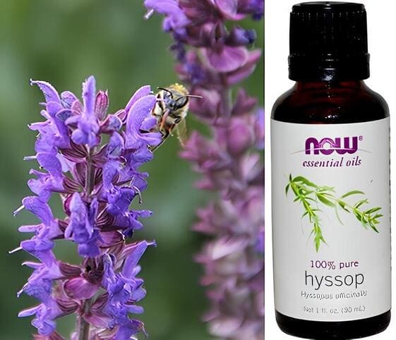 Hyssop Oil Hyssop Oil