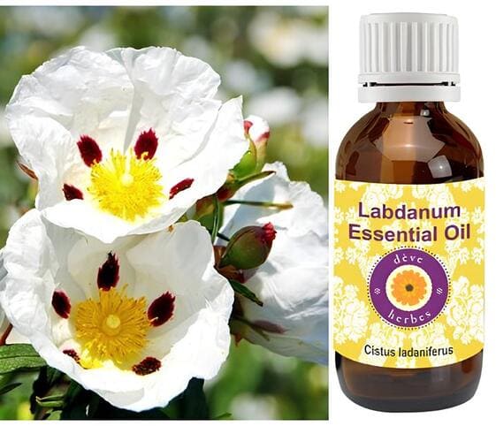 Labdanum Oil Labdanum Oil