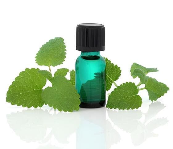 Melissa/Lemon balm Oil Melissa Oil