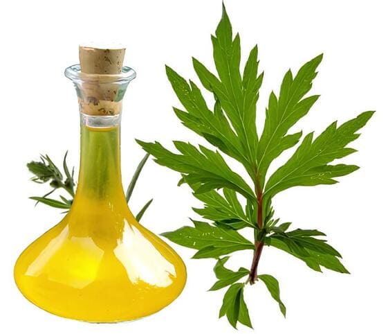 Mugwort Oil Mugwort Oil