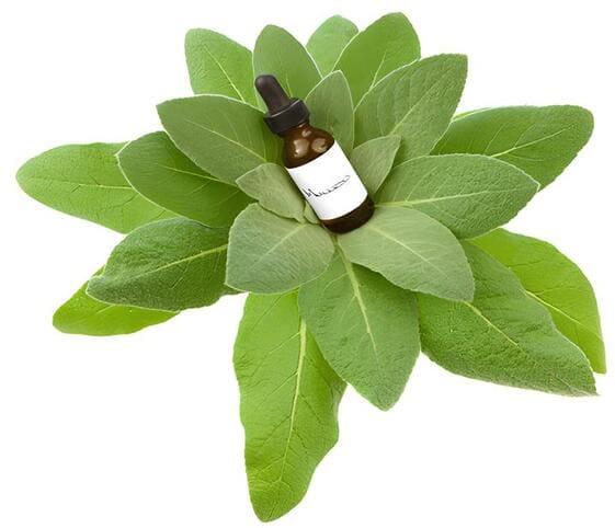Mullein Oil Mullein Oil