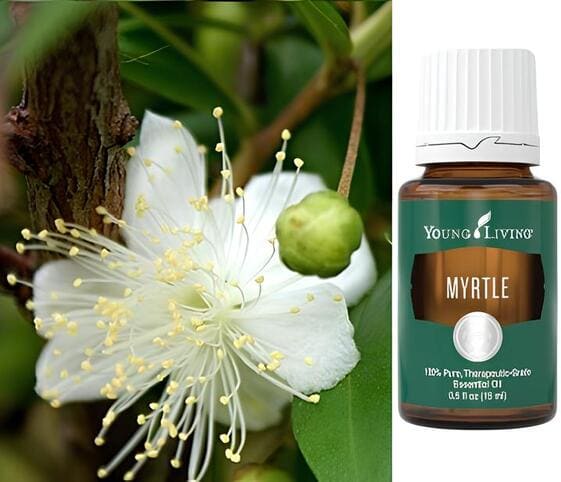 Myrtle Oil Myrtle Oil