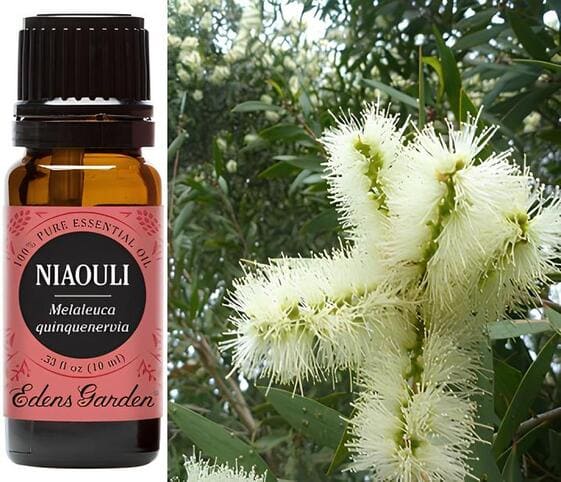 Niaouli Oil Niaouli Oil