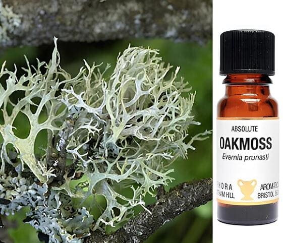 Oakmoss Oil Oakmoss Oil