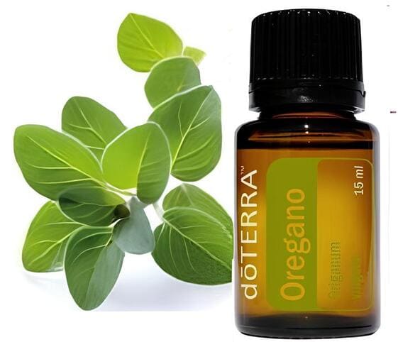 Oregano Oil Oregano Oil