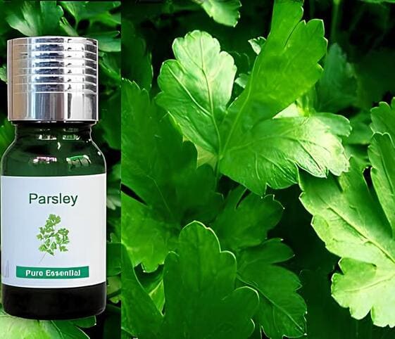 Parsley/Celery Oil Parsley Oil