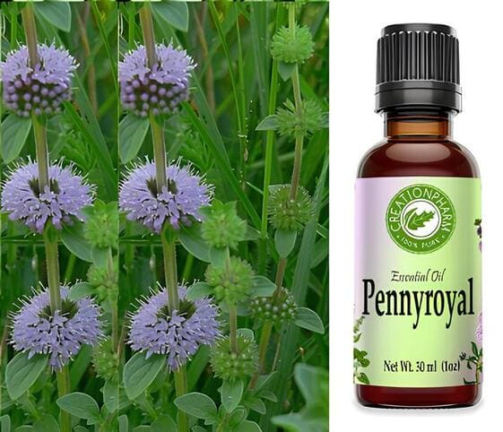 Pennyroyal Oil Pennyroyal Oil