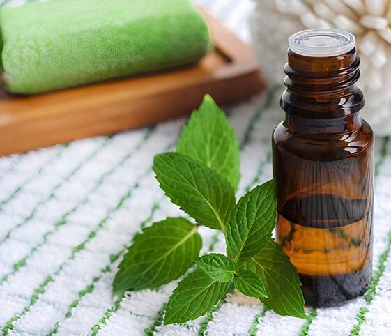 Peppermint Oil Peppermint Oil