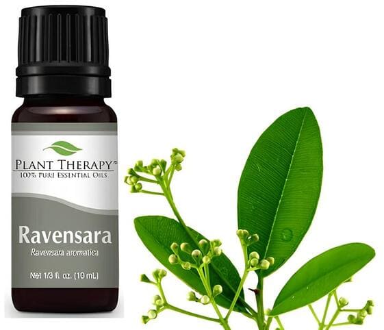 Ravensara Oil Ravensara Oil