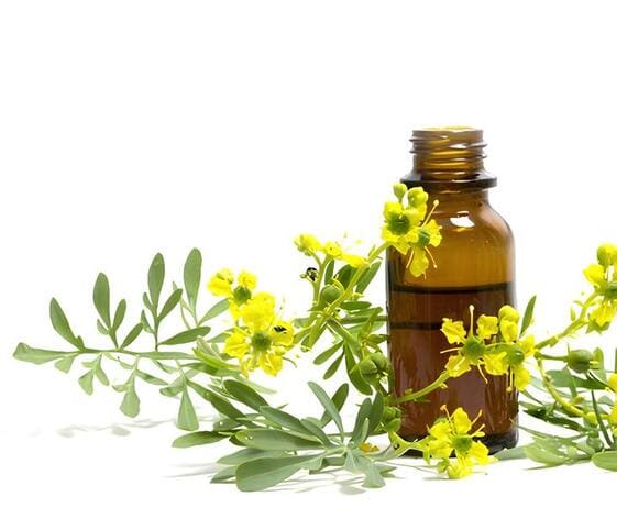 Rue Oil Rue Oil