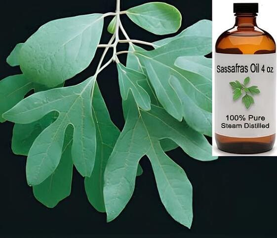 Sassafras Oil Sassafras Oil
