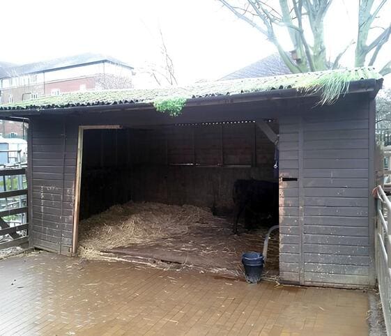 Shed Shed