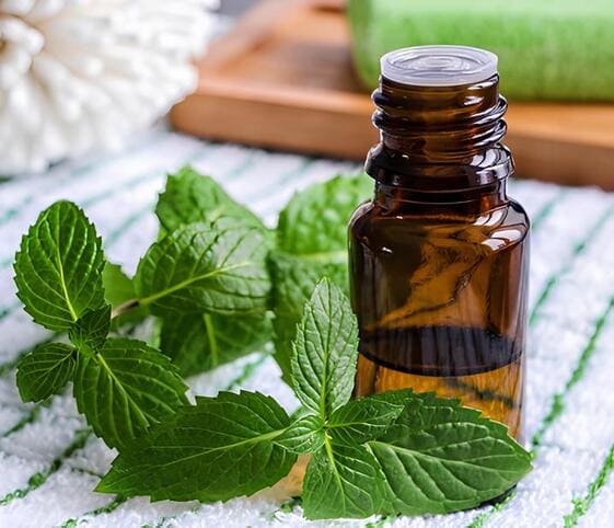 Spearmint Oil Spearmint Oil