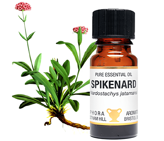 Spikenard Oil Spikenard Oil