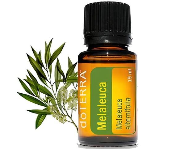 Tea Tree/Melaleuca Oil Tea Tree Oil