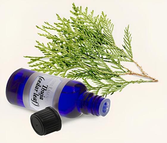 Thuja Oil Thuja Oil