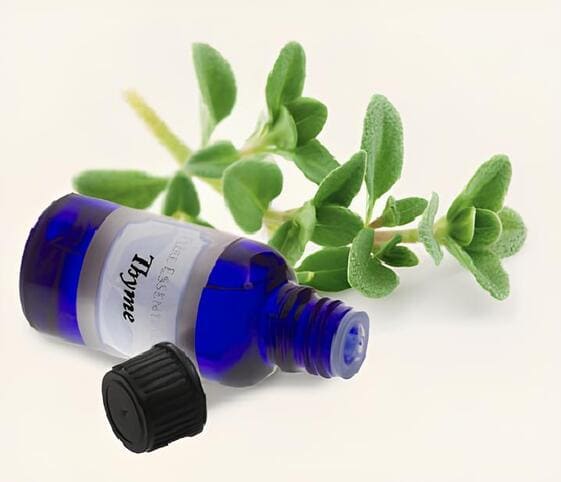 Thyme Oil Thyme Oil