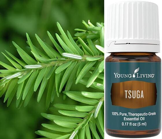 Tsuga Oil Tsuga Oil
