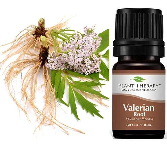 Valerian Oil Valerian Oil
