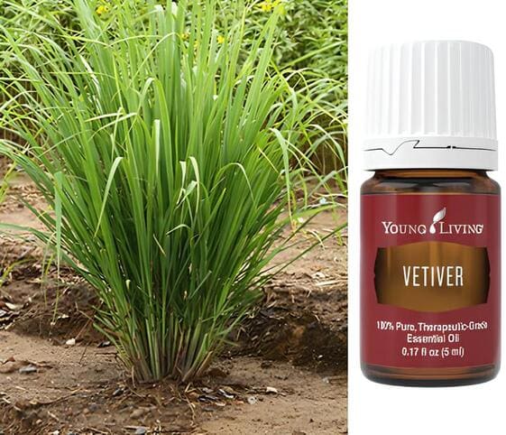 Vetiver Oil Vetiver Oil