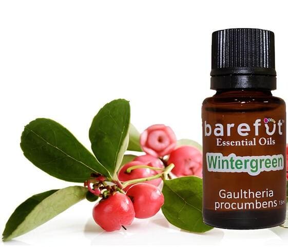 Wintergreen Oil Wintergreen Oil