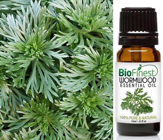 Wormwood Oil Wormwood Oil