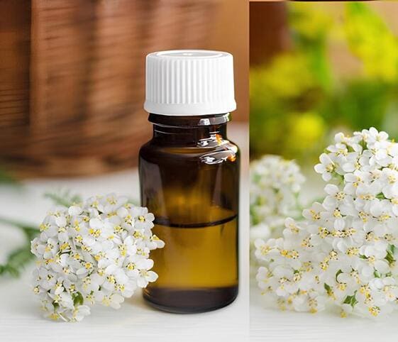 Yarrow Oil Yarrow Oil