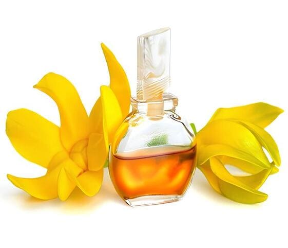 Ylang Ylang Oil Ylang Ylang Oil